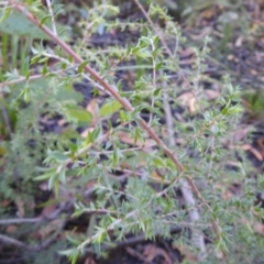 Leptospermum sp. at Palerang, NSW - 15 Apr 2022