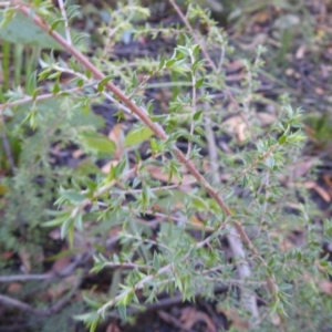 Leptospermum sp. at Palerang, NSW - 15 Apr 2022