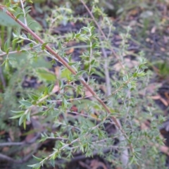 Leptospermum sp. at Palerang, NSW - 15 Apr 2022