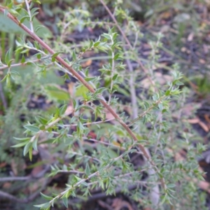 Leptospermum sp. at Palerang, NSW - 15 Apr 2022