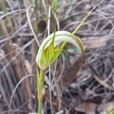 Diplodium ampliatum (Large Autumn Greenhood) at Black Mountain - 15 Apr 2022 by pixelnips