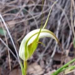 Diplodium ampliatum at Molonglo Valley, ACT - suppressed