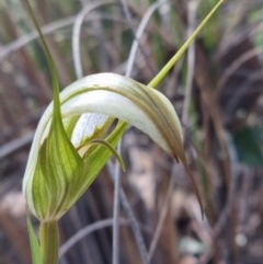 Diplodium ampliatum at Molonglo Valley, ACT - suppressed