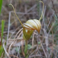 Diplodium truncatum (Little Dumpies, Brittle Greenhood) at Molonglo Valley, ACT - 15 Apr 2022 by pixelnips