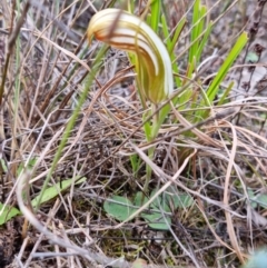 Diplodium truncatum at Molonglo Valley, ACT - 15 Apr 2022