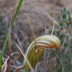 Diplodium truncatum at Molonglo Valley, ACT - 15 Apr 2022