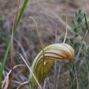 Diplodium truncatum at Molonglo Valley, ACT - 15 Apr 2022