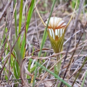 Diplodium truncatum at Molonglo Valley, ACT - 15 Apr 2022