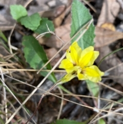 Goodenia hederacea subsp. hederacea at Hawker, ACT - 15 Apr 2022