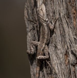 Amphibolurus muricatus at Bellmount Forest, NSW - 12 Apr 2022