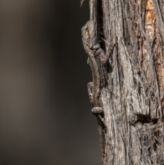 Amphibolurus muricatus at Bellmount Forest, NSW - 12 Apr 2022