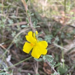 Hibbertia obtusifolia (Grey Guinea-flower) at Hawker, ACT - 15 Apr 2022 by KL