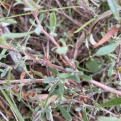 Hibbertia obtusifolia at Hawker, ACT - 15 Apr 2022