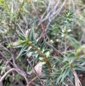 Melichrus urceolatus at Hawker, ACT - 15 Apr 2022