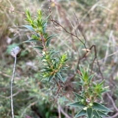 Melichrus urceolatus at Hawker, ACT - 15 Apr 2022