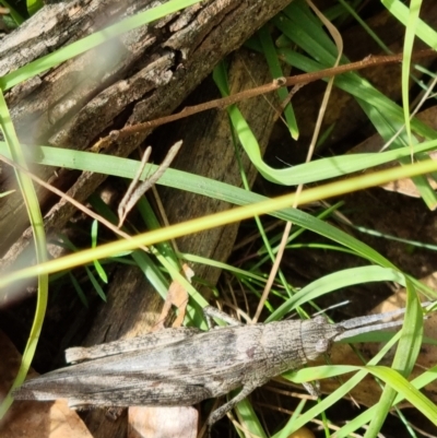 Coryphistes ruricola (Bark-mimicking Grasshopper) at Black Mountain - 15 Apr 2022 by pixelnips