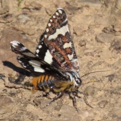 Apina callisto (Pasture Day Moth) at Fyshwick, ACT - 14 Apr 2022 by RodDeb