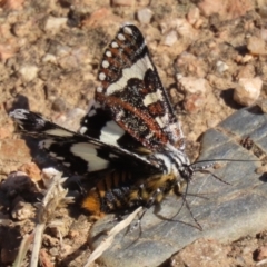 Apina callisto at Fyshwick, ACT - 14 Apr 2022