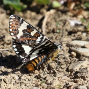 Apina callisto at Fyshwick, ACT - 14 Apr 2022