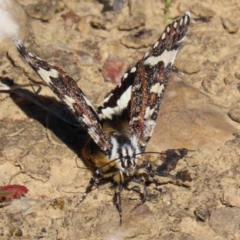 Apina callisto at Fyshwick, ACT - 14 Apr 2022