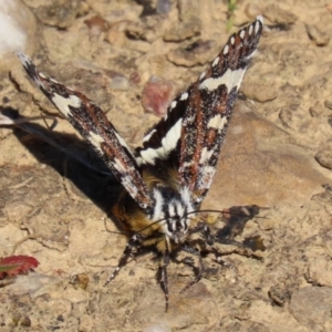 Apina callisto at Fyshwick, ACT - 14 Apr 2022