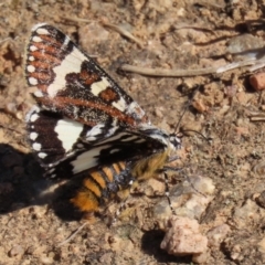 Apina callisto at Fyshwick, ACT - 14 Apr 2022