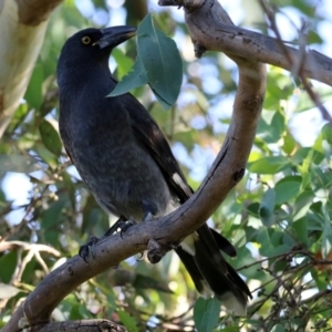 Strepera graculina at Fyshwick, ACT - 14 Apr 2022