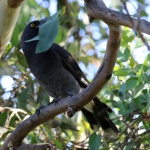 Strepera graculina at Fyshwick, ACT - 14 Apr 2022