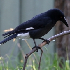 Strepera graculina at Fyshwick, ACT - 14 Apr 2022