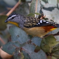 Pardalotus punctatus (Spotted Pardalote) at Fyshwick, ACT - 14 Apr 2022 by RodDeb