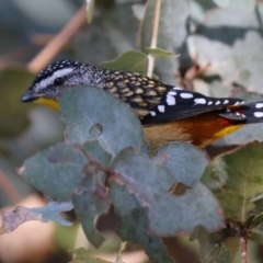 Pardalotus punctatus at Fyshwick, ACT - 14 Apr 2022