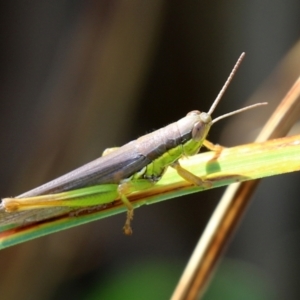 Bermius brachycerus at Fyshwick, ACT - 14 Apr 2022