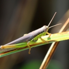Bermius brachycerus (A grasshopper) at Fyshwick, ACT - 14 Apr 2022 by RodDeb