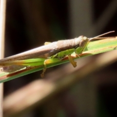 Bermius brachycerus at Fyshwick, ACT - 14 Apr 2022