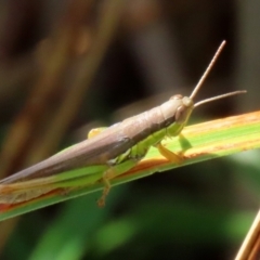 Bermius brachycerus at Fyshwick, ACT - 14 Apr 2022