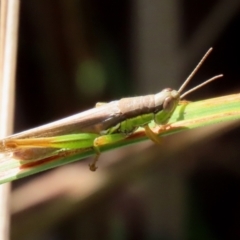 Bermius brachycerus at Fyshwick, ACT - 14 Apr 2022