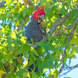 Callocephalon fimbriatum at Lyons, ACT - 15 Apr 2022