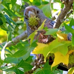 Callocephalon fimbriatum at Lyons, ACT - 15 Apr 2022