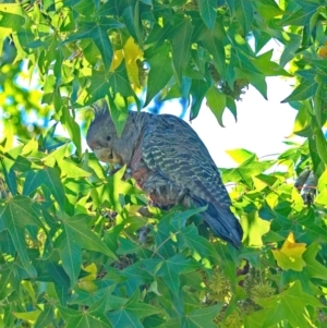 Callocephalon fimbriatum at Lyons, ACT - 15 Apr 2022