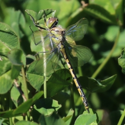 Hemicordulia tau (Tau Emerald) at Jerrabomberra Wetlands - 14 Apr 2022 by RodDeb