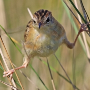 Cisticola exilis at Fyshwick, ACT - 14 Apr 2022