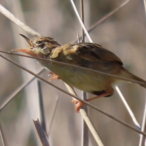 Cisticola exilis at Fyshwick, ACT - 14 Apr 2022