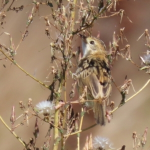 Cisticola exilis at Fyshwick, ACT - 14 Apr 2022