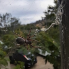 Badumna (genus) (Lattice-web spider) at Calwell, ACT - 15 Apr 2022 by JSR73
