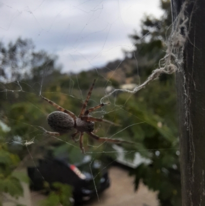 Badumna sp. (genus) (Lattice-web spider) at Calwell, ACT - 15 Apr 2022 by JSR73