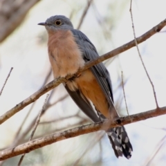 Cacomantis flabelliformis (Fan-tailed Cuckoo) at Broulee Moruya Nature Observation Area - 15 Apr 2022 by LisaH