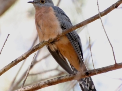 Cacomantis flabelliformis (Fan-tailed Cuckoo) at Moruya, NSW - 15 Apr 2022 by LisaH