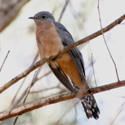 Cacomantis flabelliformis (Fan-tailed Cuckoo) at Broulee Moruya Nature Observation Area - 15 Apr 2022 by LisaH