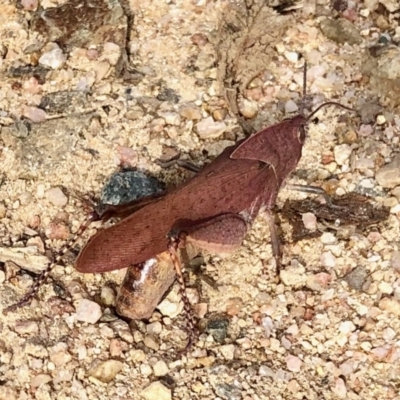 Goniaea carinata (Black kneed gumleaf grasshopper) at Namadgi National Park - 15 Apr 2022 by KMcCue