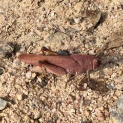 Goniaea carinata at Rendezvous Creek, ACT - 15 Apr 2022 02:50 PM